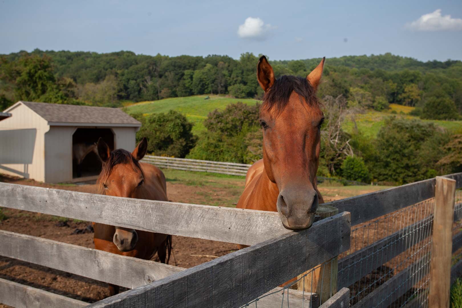Farm-Tour-2021-Millwood_Farm-61-web.jpg